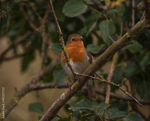 Robin perching in a tree © Lorraine Addy