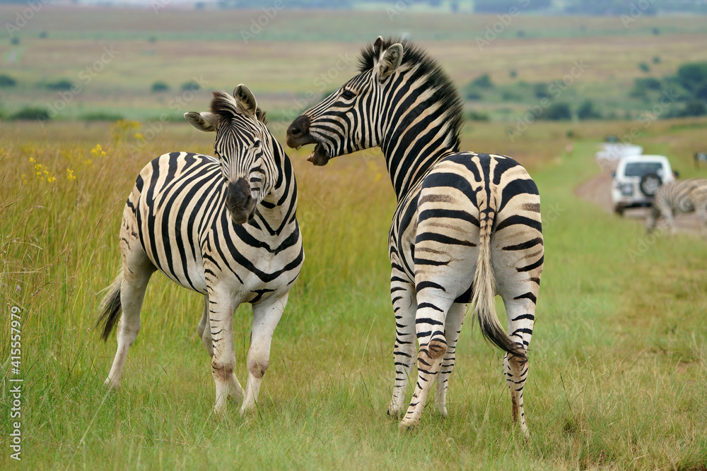 Naklejka premium Zebra fighting for Dominance over females in mating season in the herd. Biting and kicking at each other until one backs out or runs away. Rietvlei Pretoria Gauteng South Africa