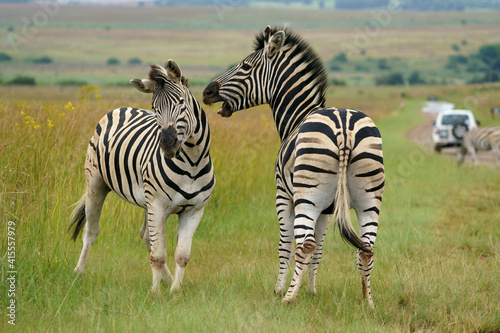 Zebra fighting for Dominance over females in mating season in the herd. Biting and kicking at each other until one backs out or runs away. Rietvlei Pretoria Gauteng South Africa