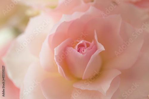 ピンク色のバラ 