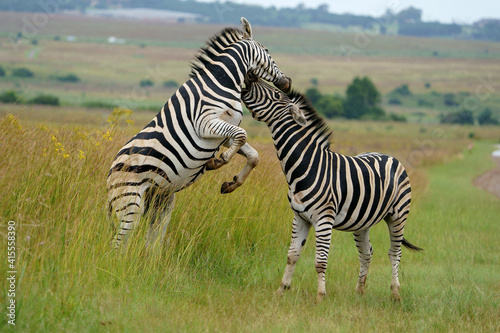 Zebra fighting for Dominance over females in mating season in the herd. Biting and kicking at each other until one backs out or runs away. Rietvlei Pretoria Gauteng South Africa