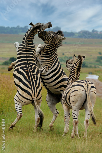Zebra fighting for Dominance over females in mating season in the herd. Biting and kicking at each other until one backs out or runs away. Rietvlei Pretoria Gauteng South Africa