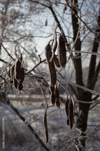 Acacia seeds covered with hoarfrost. Plants in winter time