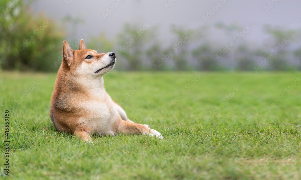 Shiba Inu looking up at the sky in the green lawn. Space for Text. Shiba Inu looking up at the sky in the green lawn. Space for Text.
