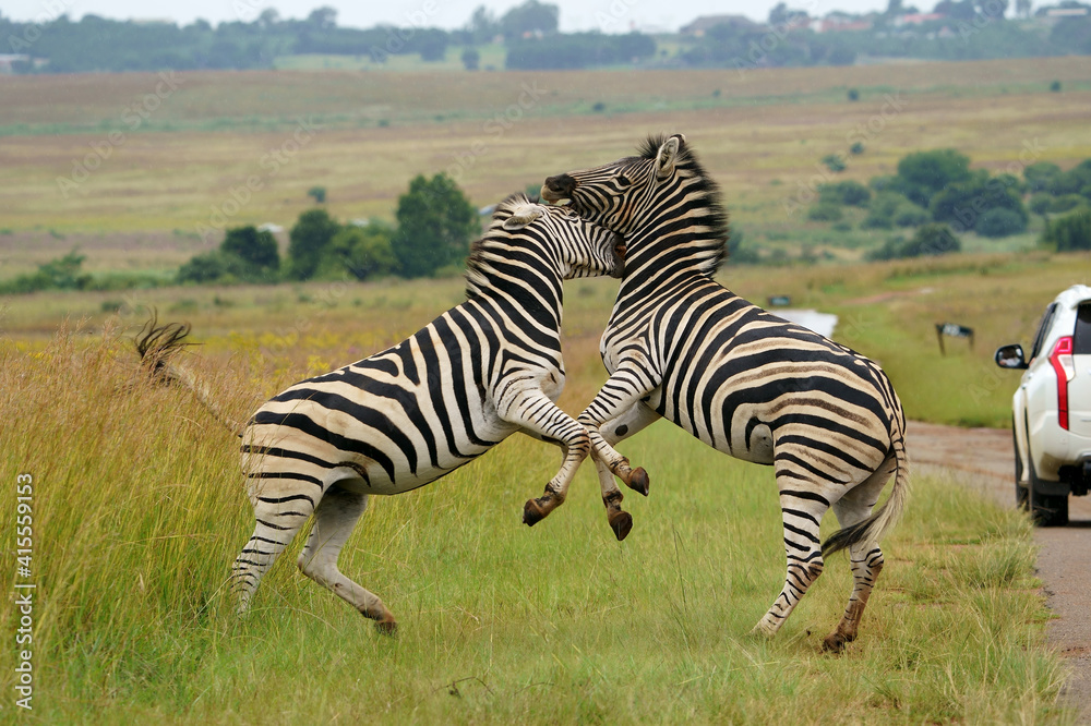 Naklejka premium Zebra fighting for Dominance over females in mating season in the herd. Biting and kicking at each other until one backs out or runs away. Rietvlei Pretoria Gauteng South Africa