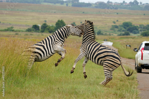 Zebra fighting for Dominance over females in mating season in the herd. Biting and kicking at each other until one backs out or runs away. Rietvlei Pretoria Gauteng South Africa