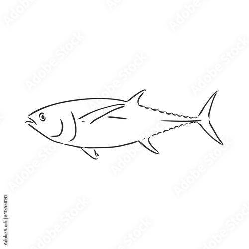Vector illustration of tuna. Vector illustration can be used for creating logo and emblem for fishing clubs, prints, web and other crafts.
