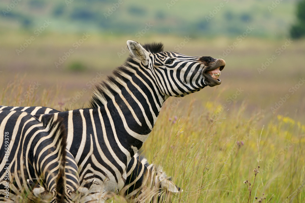 Zebra equus smiling and laughing at something funny in the veld in pretoria at rietvle nature reserve in South Africa