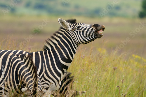 Zebra equus smiling and laughing at something funny in the veld in pretoria at rietvle nature reserve in South Africa