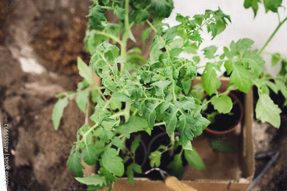 Planting tomatoes seedlings in greenhouse. Organic cultivation of tomatoes, green gardening. Planting tomatoes seedlings in greenhouse. Organic cultivation of tomatoes, green gardening.
