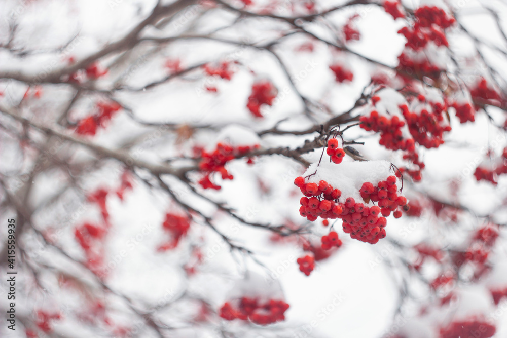 Bunches of red mountain ash covered with snow caps. Snow-covered rowan.