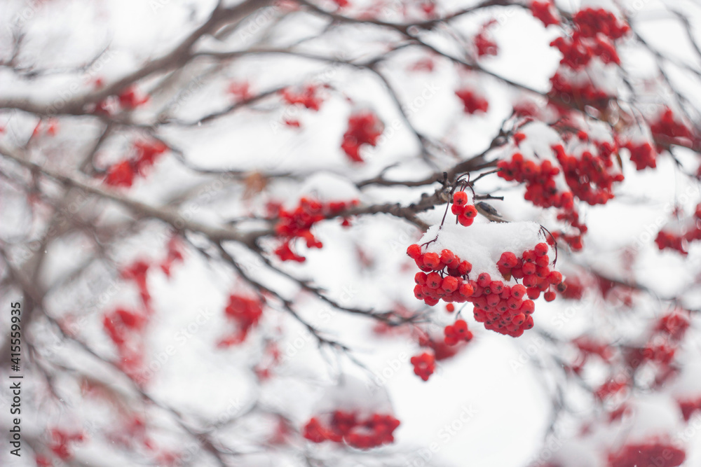 Bunches of red mountain ash covered with snow caps. Snow-covered rowan. Bunches of red mountain ash covered with snow caps. Snow-covered rowan.