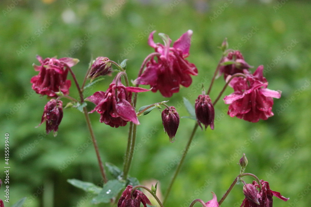 Columbina Aquilegia blooms in the summer garden. Raindrops remained on her delicate petals Columbina Aquilegia blooms in the summer garden. Raindrops remained on her delicate petals