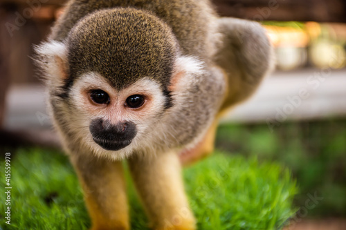Little cute Squirrel Monkey, white face with black mouth, fawn fur, blur background.