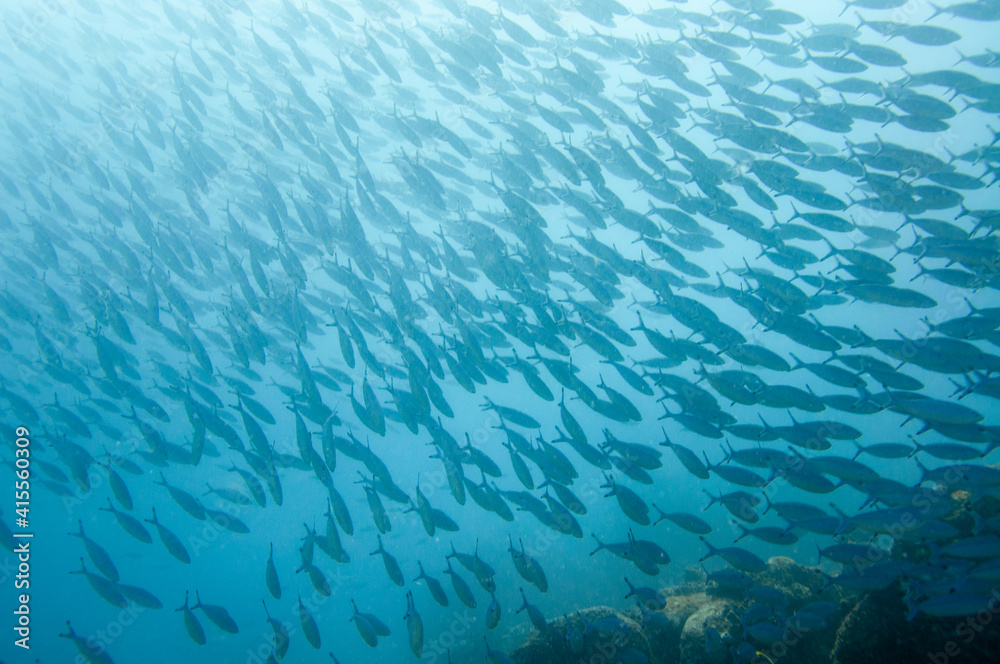 Group of fusilier fish in blue tropical water Group of fusilier fish in blue tropical water