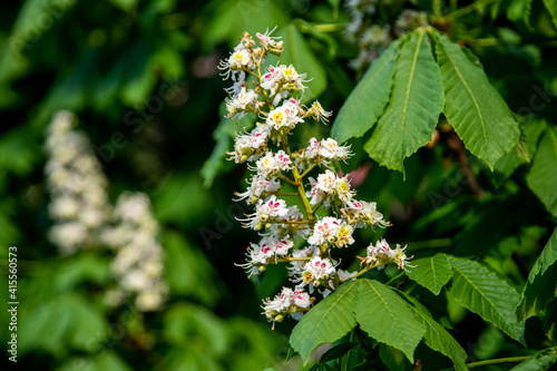 horse chestnut common. flowering chestnut tree