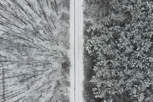 topdown view at snow covered trees