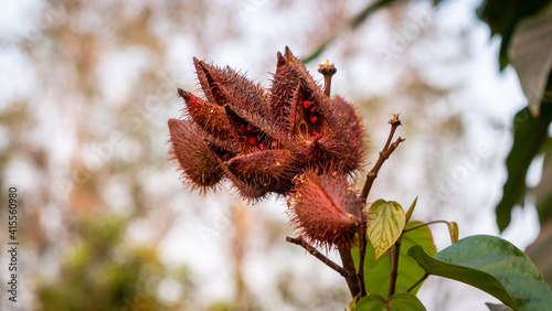 Bixa Orellana L or sindoor plant photo