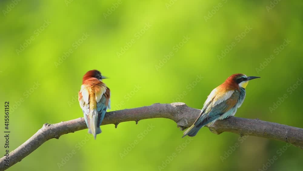 European Bee-Eater - Merops Apiaster on a branch , exotic colorful migratory bird