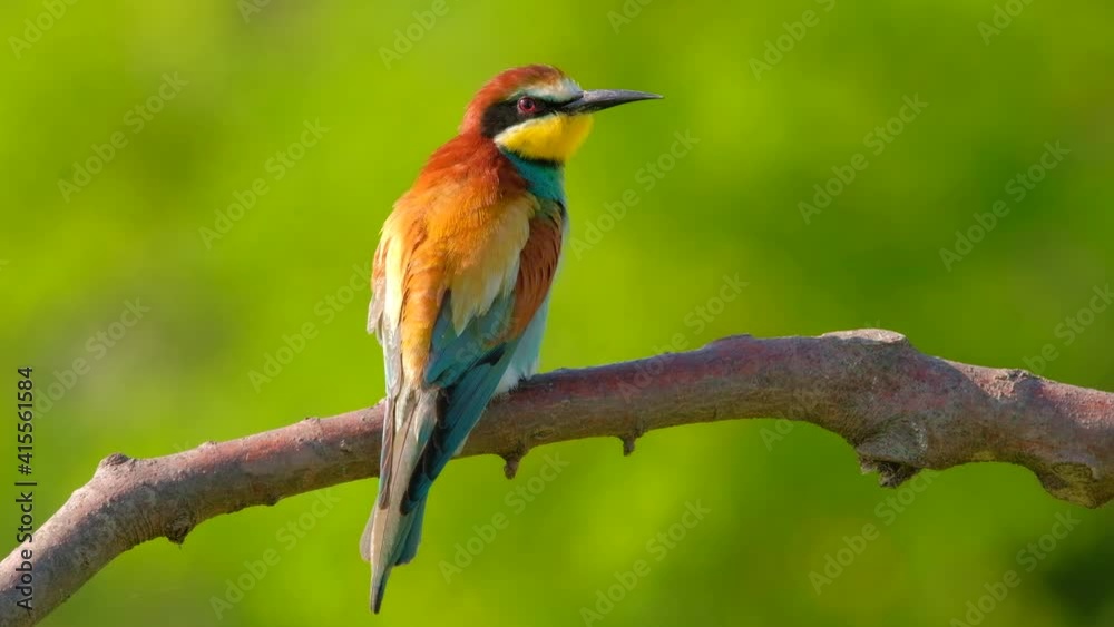 European Bee-Eater - Merops Apiaster on a branch , exotic colorful migratory bird