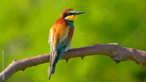 European Bee-Eater - Merops Apiaster on a branch , exotic colorful migratory bird
