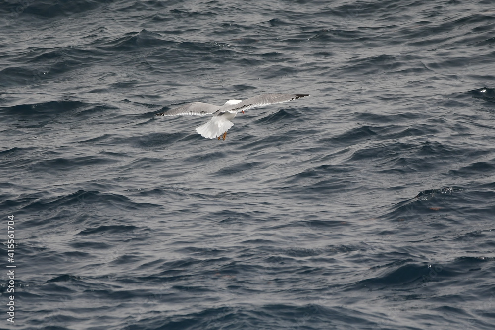 Fototapeta premium GAVIOTA PATIAMARILLA