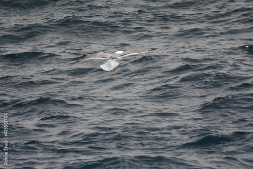 GAVIOTA PATIAMARILLA