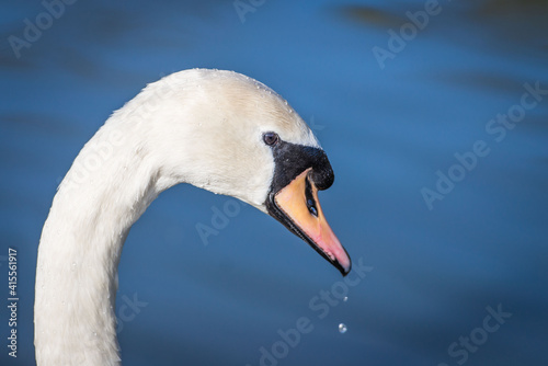 Head shot Mute swan cygnus olor