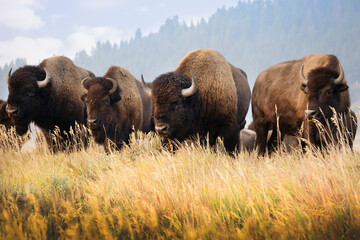Fototapete Bison Bisons am Morgen in Grand Teton  © kim