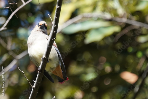 japanese waxwing on the branch