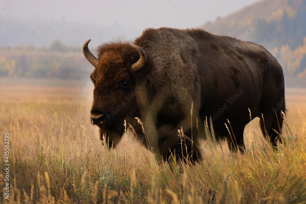 Various photos of bison on Mormon Row in the morning standing on a grassy hill in Grand Teton National Park in Wyoming.
Various photos of bison on Mormon Row in the morning standing on a grassy hill in Grand Teton National Park in Wyoming.