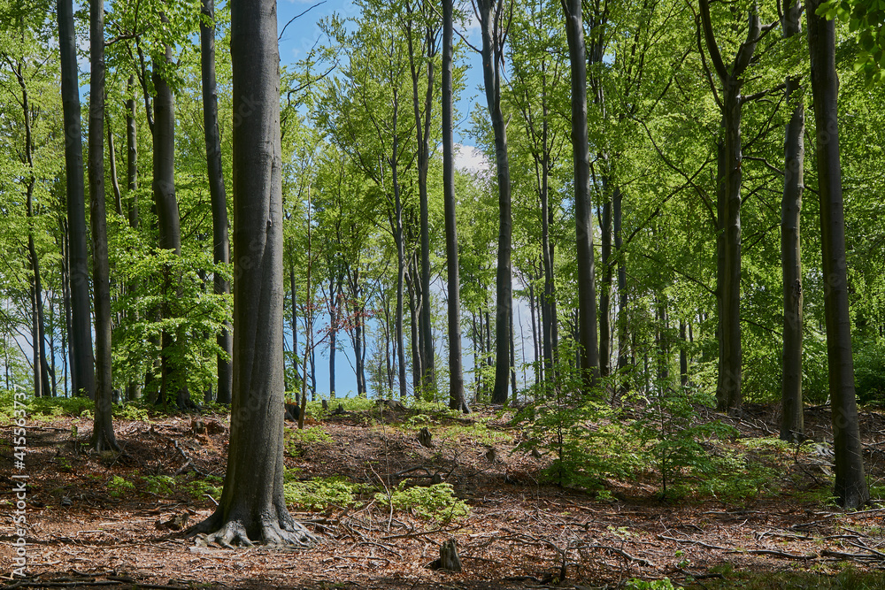 Spring czech forest at the side of Ralsko hill Spring czech forest at the side of Ralsko hill