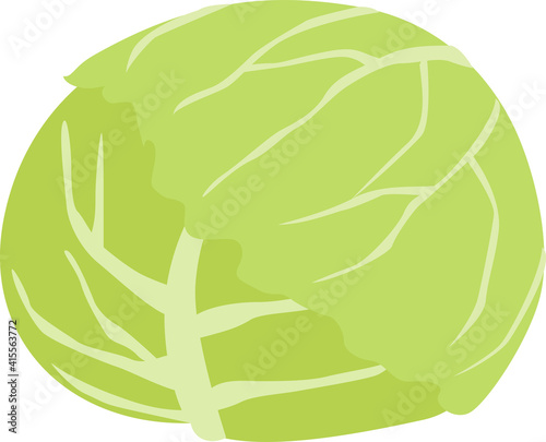 キャベツのイラスト
