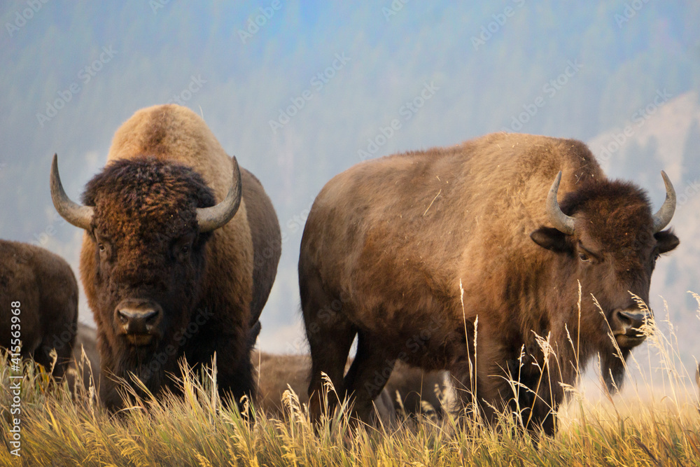 Various photos of bison on Mormon Row in the morning standing on a grassy hill  in Grand Teton National Park in Wyoming.
