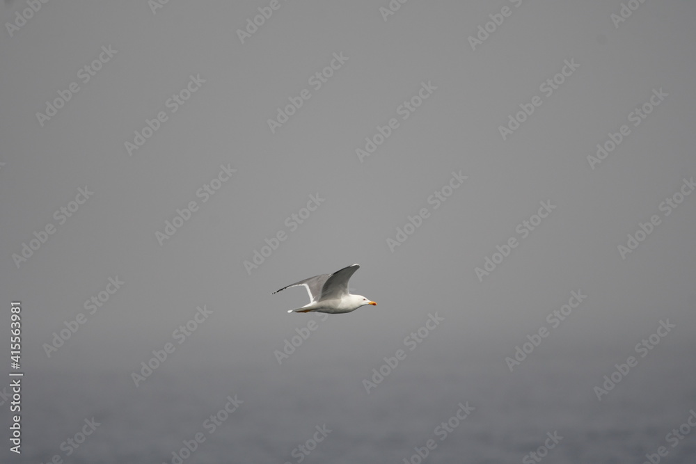 GAVIOTA PATIAMARILLA GAVIOTA PATIAMARILLA