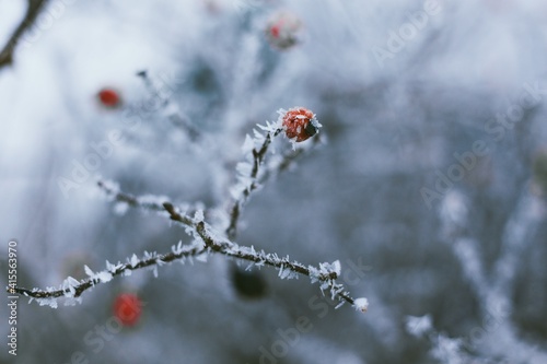 ladybug on a branch