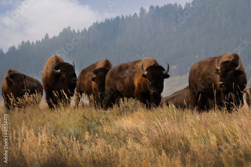 Various photos of bison on Mormon Row in the morning standing on a grassy hill  in Grand Teton National Park in Wyoming.
