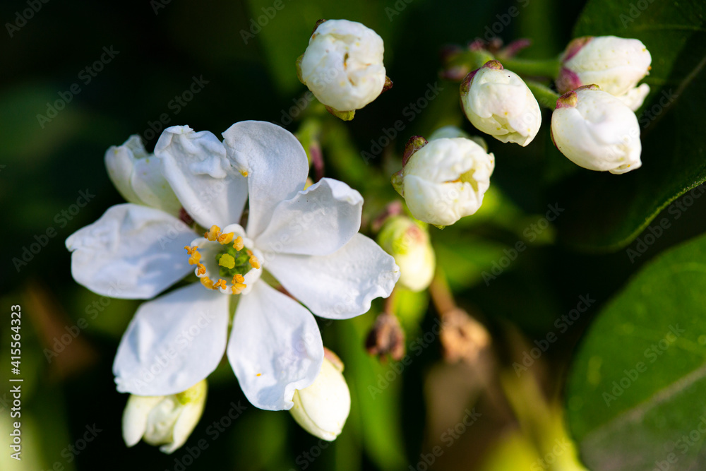 Obraz premium Geraneo