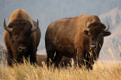 Various photos of bison on Mormon Row in the morning standing on a grassy hill  in Grand Teton National Park in Wyoming.

