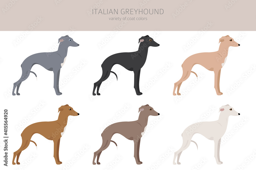 Obraz premium Italian greyhound clipart. Different poses, coat colors set.