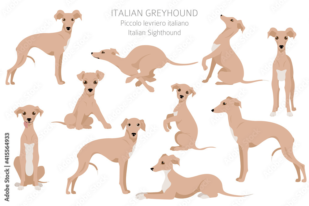 Italian greyhound clipart. Different poses, coat colors set.