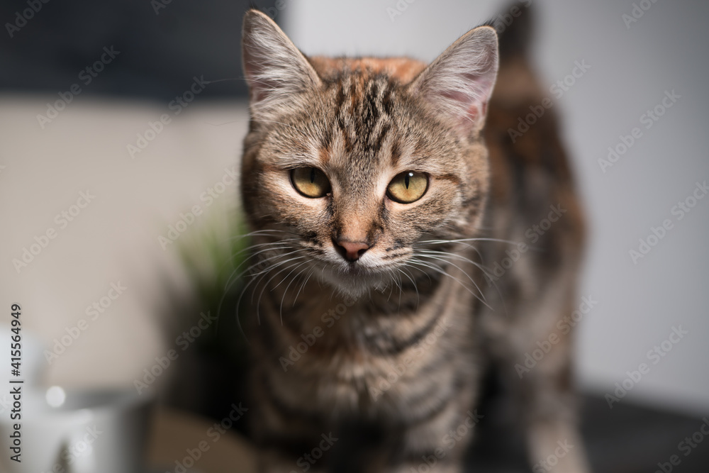 domestic cat close-up home interior animals fluffy domestic cat close-up home interior animals fluffy
