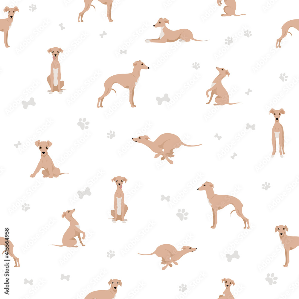 Italian greyhound seamless pattern. Different poses, coat colors set.
