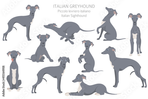 Italian greyhound clipart. Different poses, coat colors set.