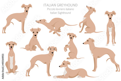 Italian greyhound clipart. Different poses  coat colors set.
