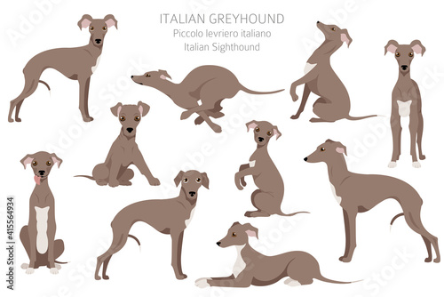 Italian greyhound clipart. Different poses, coat colors set.