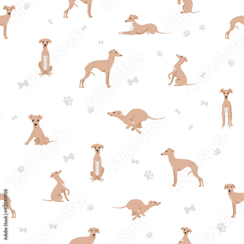 Italian greyhound seamless pattern. Different poses, coat colors set. © a7880ss