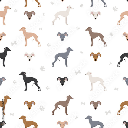 Italian greyhound seamless pattern. Different poses, coat colors set.