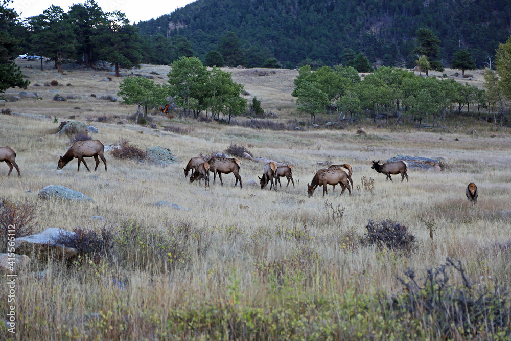 Landscape with the elk herd - Rocky Mountains National Park, Colorado