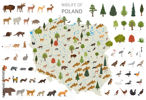 Flat design of Poland wildlife. Animals, birds and plants constructor elements isolated on white set. Build your own geography infographics collection.